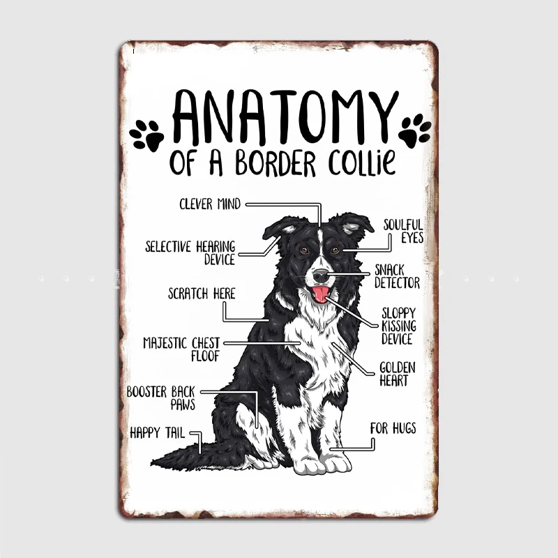Anatomy of a Border Collie Metal Sign Mural Painting Cinema Living Room Cinema Funny Tin Sign Poster
Anatomy of a Border Collie Metal Sign Mural Painting Cinema Living Room Cinema Funny Tin Sign Poster