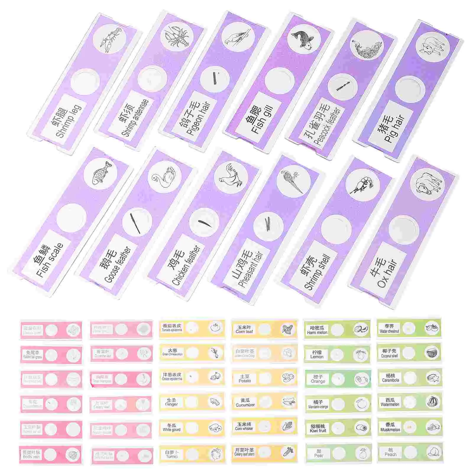 48 Pcs Microscope Slide Prepared Slides Specimens Science Classroom Must Haves The Gift Kids
48 Pcs Microscope Slide Prepared Slides Specimens Science Classroom Must Haves The Gift Kids