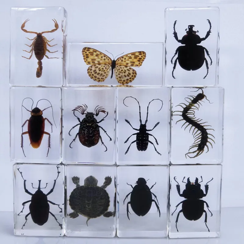 oversized real insect specimens, transparent resin whip scorpion fiddler crab star celestial bull cicada
oversized real insect specimens, transparent resin whip scorpion fiddler crab star celestial bull cicada