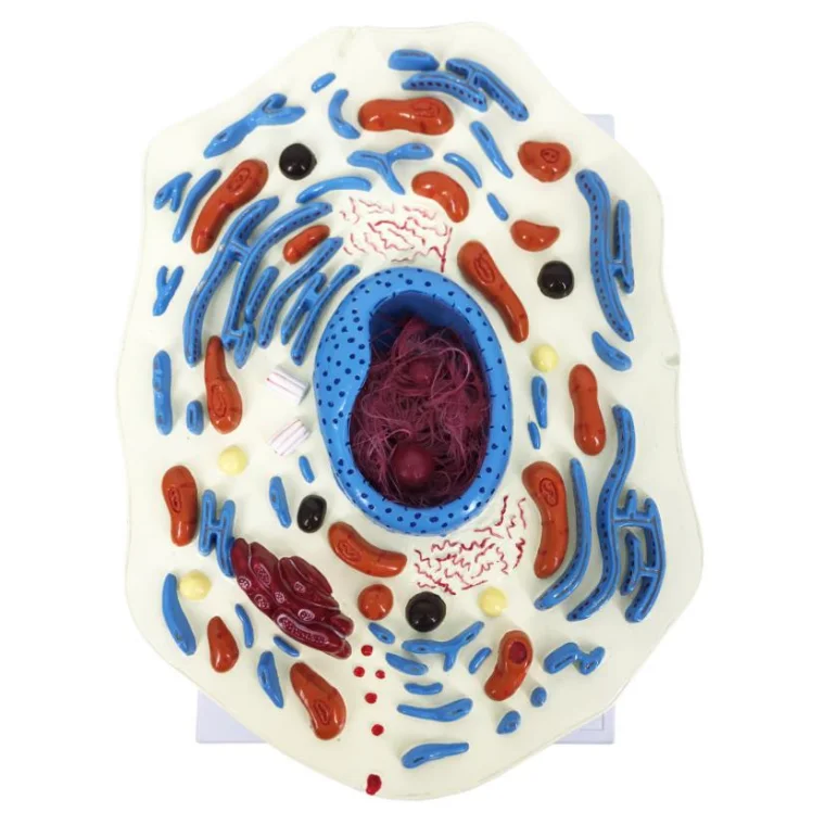 BMN/B054 Numerical indicators of multiple parts Enlarged model of animal stem cell anatomy
BMN/B054 Numerical indicators of multiple parts Enlarged model of animal stem cell anatomy