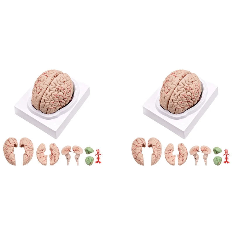 2X Human Brain,Life Size Human Brain Anatomy Model With Display Base, For Science Classroom Study & Teaching Display B
2X Human Brain,Life Size Human Brain Anatomy Model With Display Base, For Science Classroom Study & Teaching Display B