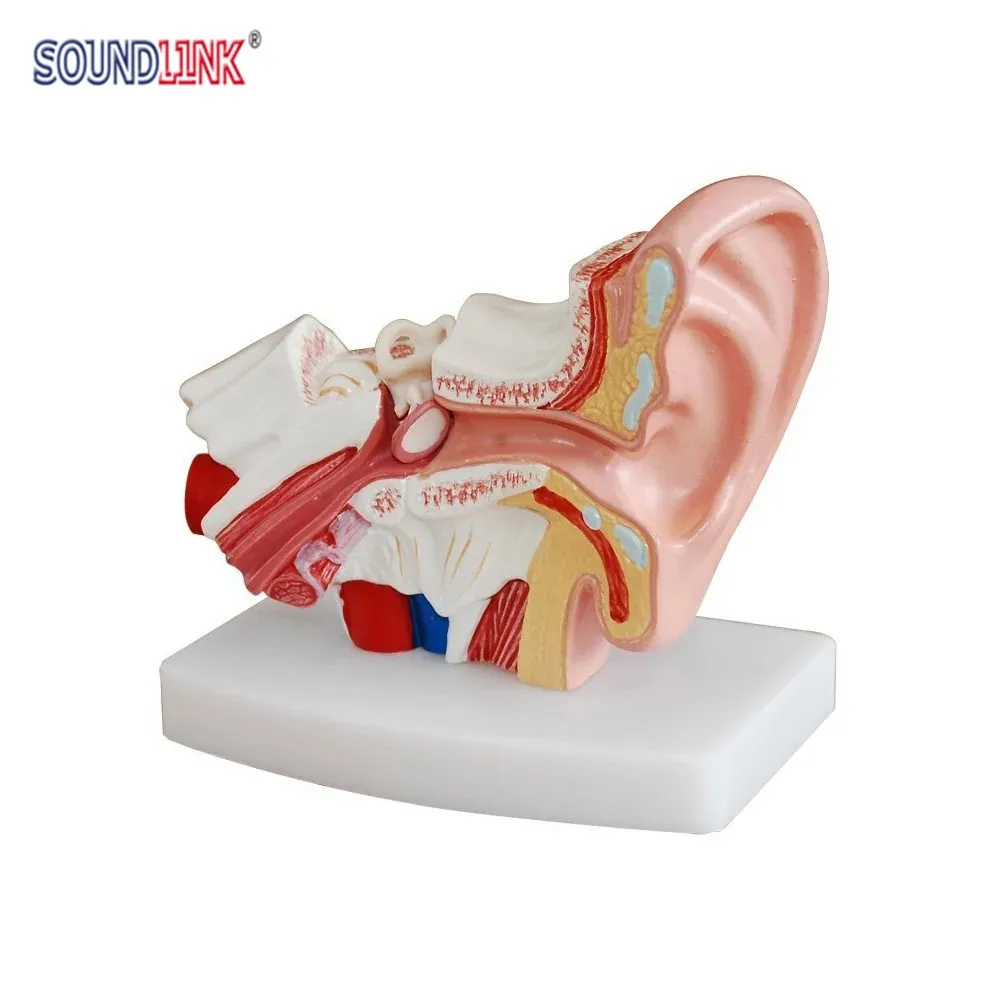 Soundlink 1.5X Enlarged Human Ear Anatomy Model Ear Anatomical Model for Hearing Aid Clinics
Soundlink 1.5X Enlarged Human Ear Anatomy Model Ear Anatomical Model for Hearing Aid Clinics