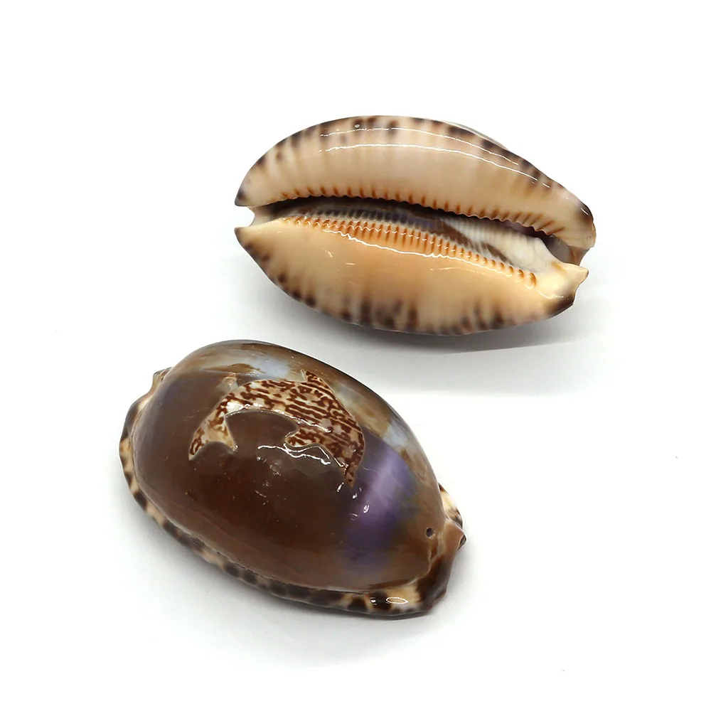 Natural Conch Shell Pendants Fashion Jewelry DIY Making Earrings Necklaces Geometric Shape Big Conch Carved Charms Accessories
Natural Conch Shell Pendants Fashion Jewelry DIY Making Earrings Necklaces Geometric Shape Big Conch Carved Charms Accessories