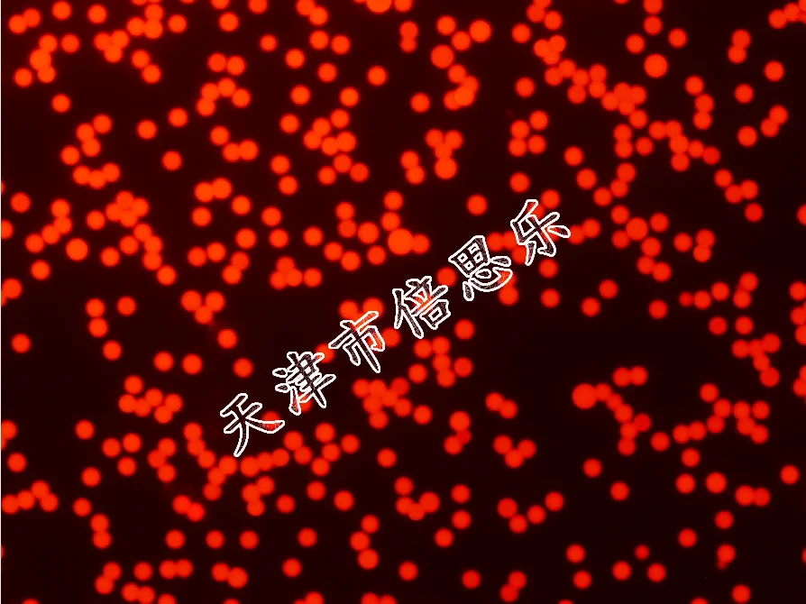 Fluorescent Microspheres Polyvinyl Fluorescent Microspheres Polyvinyl Microspheres Red Ex 620nm Em680nm
Fluorescent Microspheres Polyvinyl Fluorescent Microspheres Polyvinyl Microspheres Red Ex 620nm Em680nm