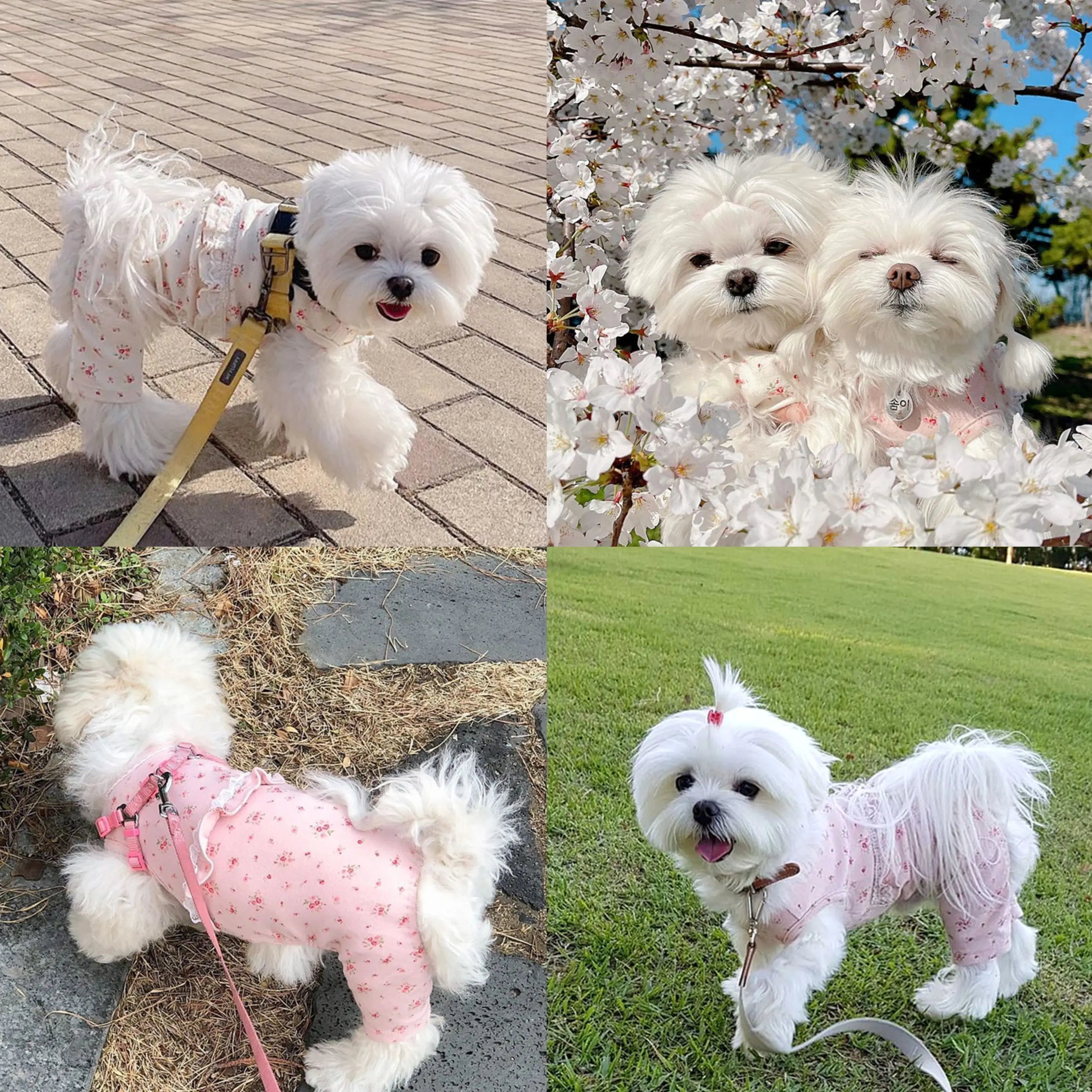 

Pet Dog Four-legged Suit Home Wear Teddy Broken Flower Pullover Bichon Warm Winter Clothes Puppy Fashion Flower Clothes