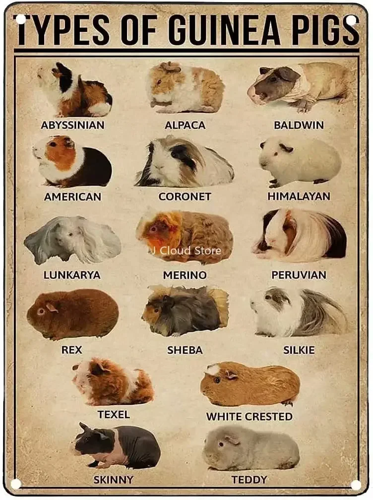 Guinea Pigs Knowledge Metal Signs Vintage Types Of Guinea Pigs Tin Poster Chic Retro Sign Club Living Room School Home
Guinea Pigs Knowledge Metal Signs Vintage Types Of Guinea Pigs Tin Poster Chic Retro Sign Club Living Room School Home