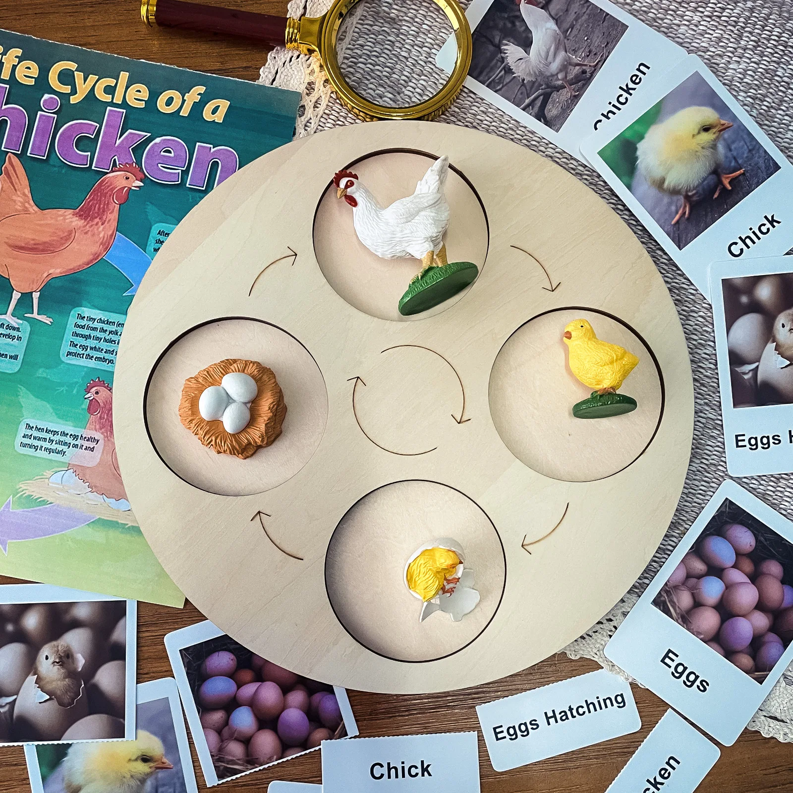 Montessori Life Cycle Animals Figures Flashcards Language Materials Animal Learning Educational Toys for Children 3 Years D1064H
Montessori Life Cycle Animals Figures Flashcards Language Materials Animal Learning Educational Toys for Children 3 Years D1064H