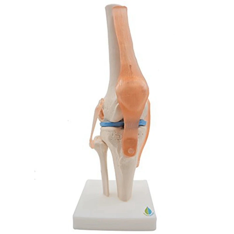 Anatomical Knee Joint Skeleton Model Human Knee Joint Teaching Model With Ligaments Model, Life Size
Anatomical Knee Joint Skeleton Model Human Knee Joint Teaching Model With Ligaments Model, Life Size