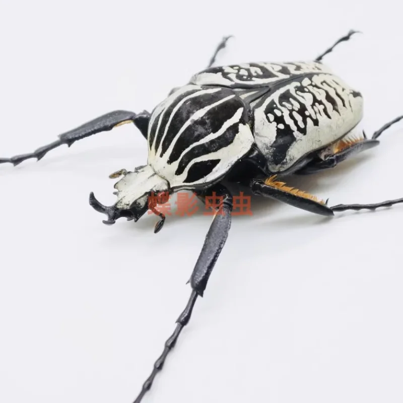 Золотые Необычные искусственные образцы kirkianus, коллекция паровых фотографий, естественный подарок, украшение для дома