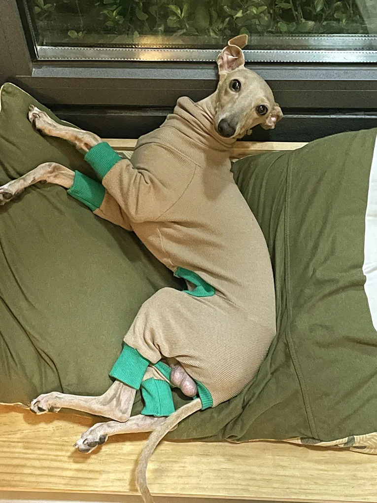 Autumn and winter cashmere four legged clothing with soft and warm fabric, Little Lingti Whitbit Bellington Terrier clothes
Autumn and winter cashmere four legged clothing with soft and warm fabric, Little Lingti Whitbit Bellington Terrier clothes