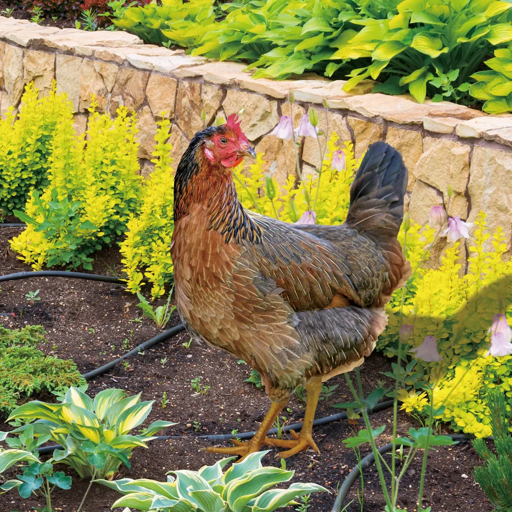 Chicken Garden Stakes Ornaments Chick Lawn Insert Signs Double-sided Printing Garden Decoration Sculpture for Yard
Chicken Garden Stakes Ornaments Chick Lawn Insert Signs Double-sided Printing Garden Decoration Sculpture for Yard
