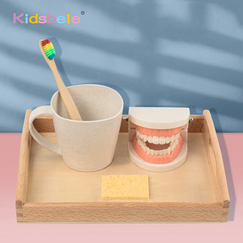 

Зубная щетка Монтессори, детские развивающие Игрушки для раннего развития, модель для детского сада, обучающая игрушка для чистки зубов