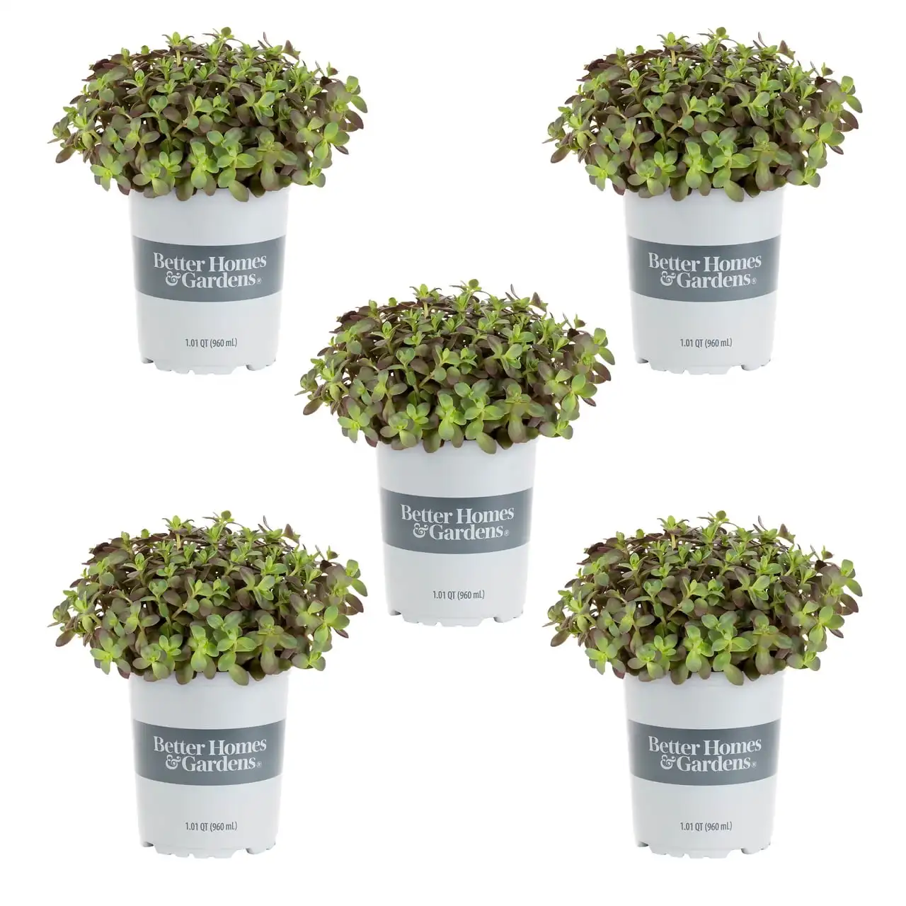 Лучшие дома и сады 1QT зеленый Sedum Sunsparkler многолетние живые растения (5 упаковок) с горшком для выращивания
Лучшие дома и сады 1QT зеленый Sedum Sunsparkler многолетние живые растения (5 упаковок) с горшком для выращивания