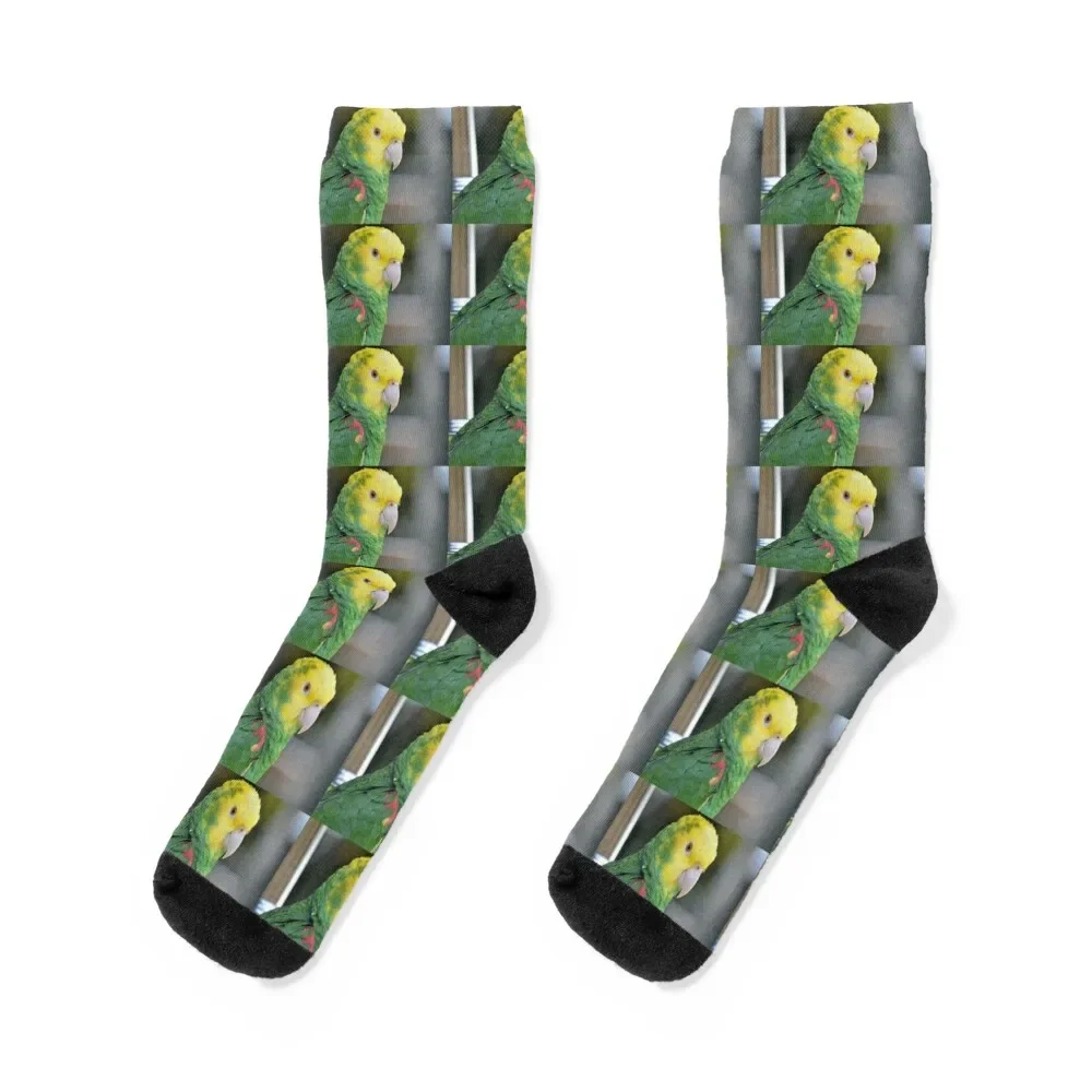 Double Yellow Headed Amazon Parrot Socks hiphop hockey cartoon Women's Socks Men's
Double Yellow Headed Amazon Parrot Socks hiphop hockey cartoon Women's Socks Men's