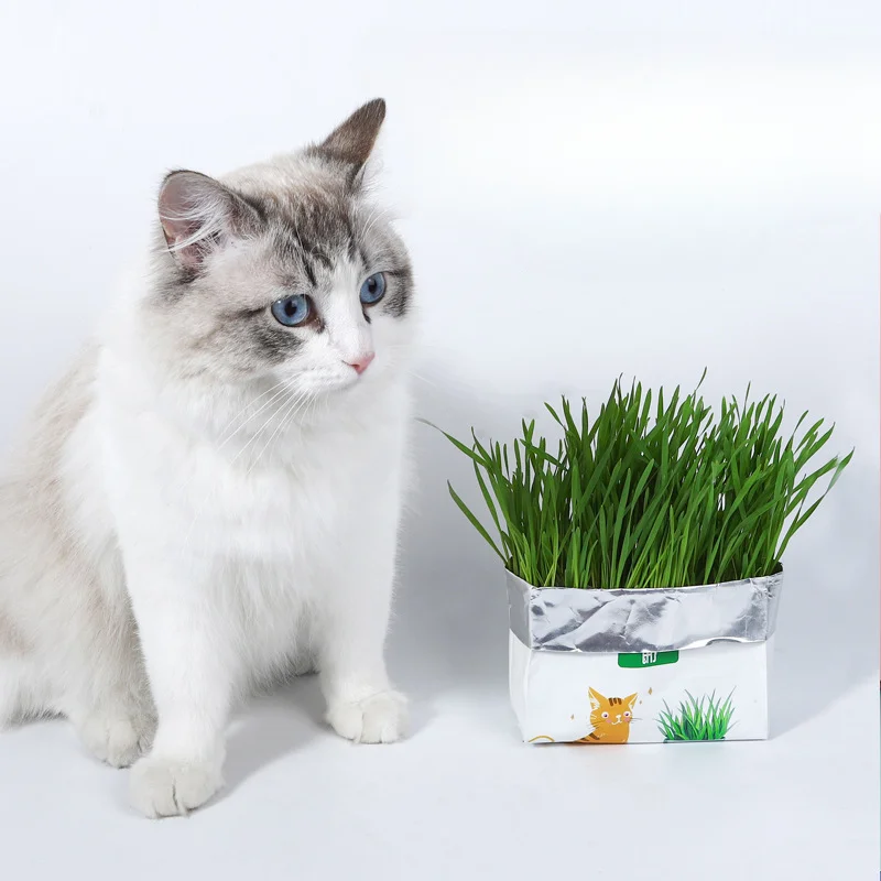 

Cat Grass Planting Box Growing Tray Starter Dish Greenhouse Hydroponics Plant Cat Grass Germination Nursery Pot Grow Box