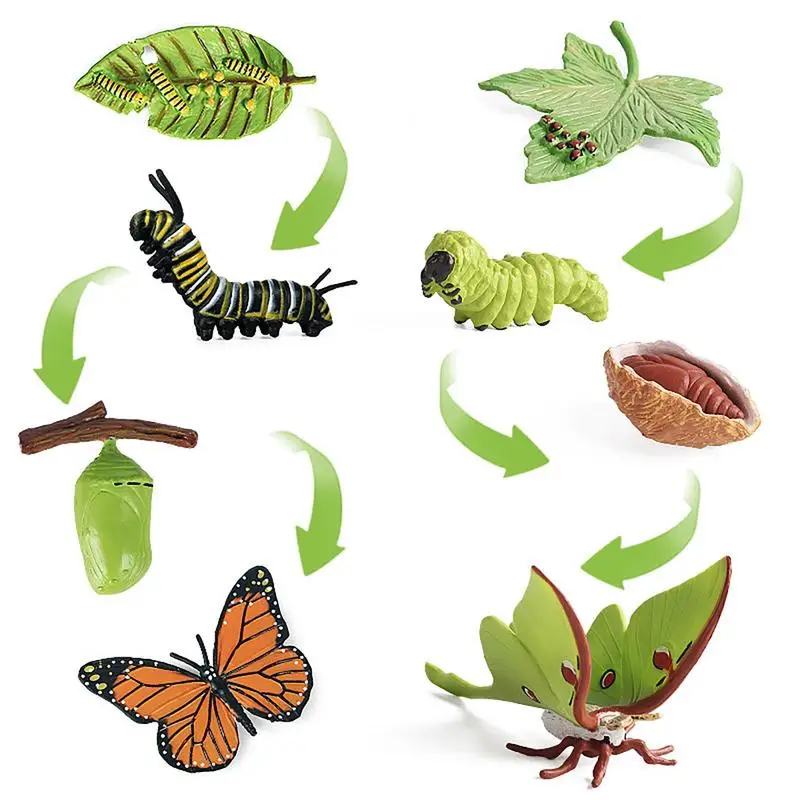 Butterfly Life Cycle 8PCS Caterpillar To Butterfly Kit Biological Model Of Life Cycle Of A Butterfly Butterfly Life Cycle Model
Butterfly Life Cycle 8PCS Caterpillar To Butterfly Kit Biological Model Of Life Cycle Of A Butterfly Butterfly Life Cycle Model