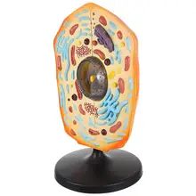 Middle School Animal Cell Model Teach Animal Cell Model Display Animal Cell Model
Middle School Animal Cell Model Teach Animal Cell Model Display Animal Cell Model