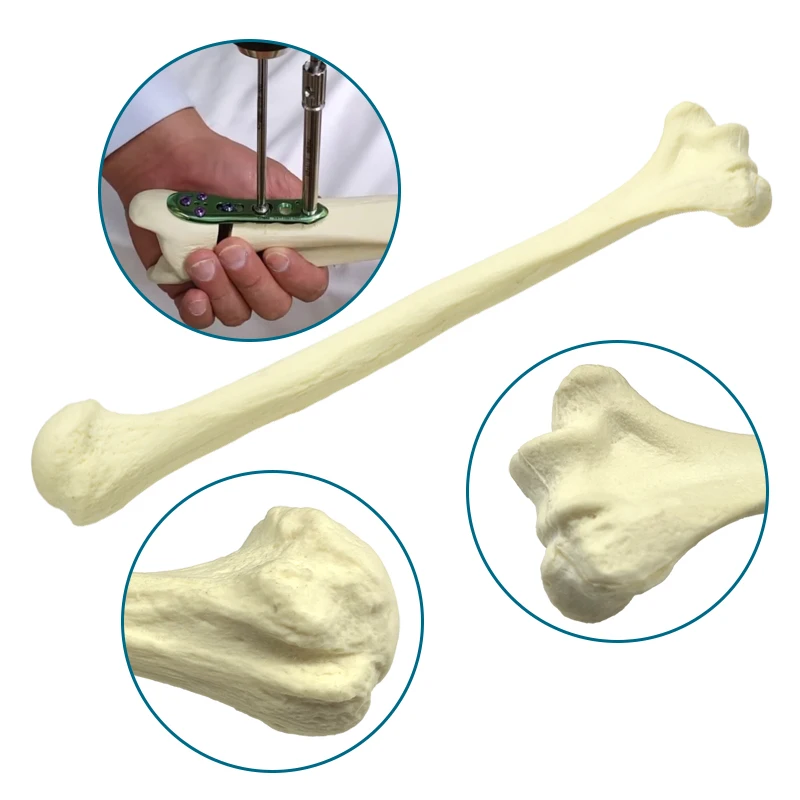 

Medical Humerus Practice Bone Model for Drilling Foam Cortical Shell Bone Model