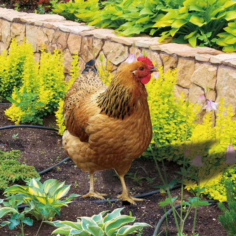 Durable Chicken Sign Poles Hen Ornament Cute Garden Accessories 1/2pcs 15.2x0.3x33cm Chicken Design Garden Statue
Durable Chicken Sign Poles Hen Ornament Cute Garden Accessories 1/2pcs 15.2x0.3x33cm Chicken Design Garden Statue