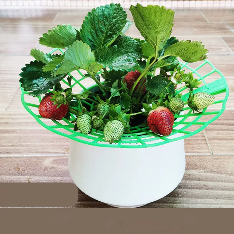 Plastic Round Plant flower Fruit Strawberry Stand Holder Support Climbing Trellis Home Vine Pillar Garden Tool supplies Frame a1
Plastic Round Plant flower Fruit Strawberry Stand Holder Support Climbing Trellis Home Vine Pillar Garden Tool supplies Frame a1