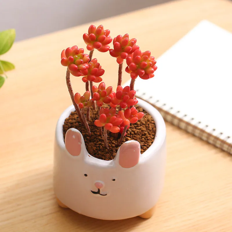 Red coral pseudogroup succulents, indoor flowers, green plants in pots, do not contain pots
Red coral pseudogroup succulents, indoor flowers, green plants in pots, do not contain pots