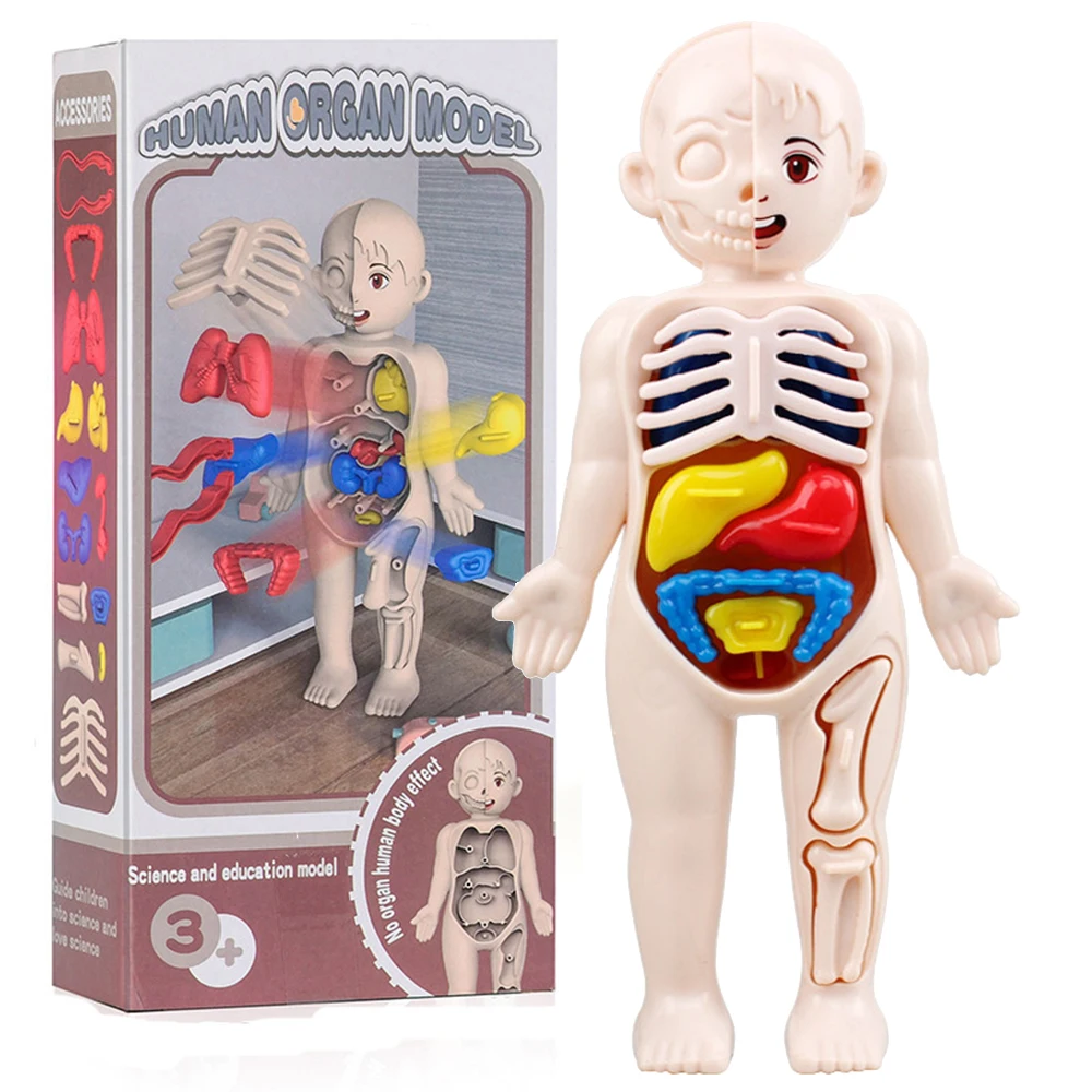 

13Pcs Set Montessori Toys Children Science Education Human Body Organ Anatomy Model DIY Assembled Medical Toys Teaching Tools