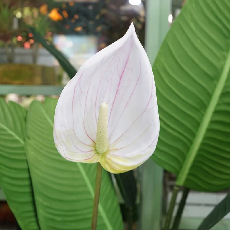 high-end simulation flower, Guanyin lotus, artificial flower material, flower arrangement wedding floral photography props
high-end simulation flower, Guanyin lotus, artificial flower material, flower arrangement wedding floral photography props