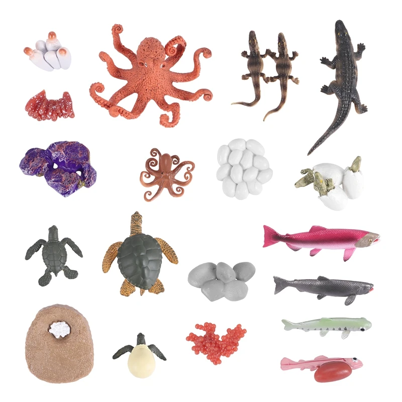 17PCS Animal Life Cycle Figurines Of Green Sea Turtle Crocodile Octopus Salmon Fish, Simulation Animals Growth Model
17PCS Animal Life Cycle Figurines Of Green Sea Turtle Crocodile Octopus Salmon Fish, Simulation Animals Growth Model