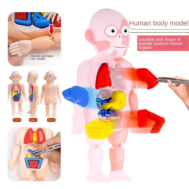3D Human Body Anatomy Model DIY Assembly Learning Toys Body Organ Teaching Tools Early Learning Toy For Children STEAM Gift
3D Human Body Anatomy Model DIY Assembly Learning Toys Body Organ Teaching Tools Early Learning Toy For Children STEAM Gift