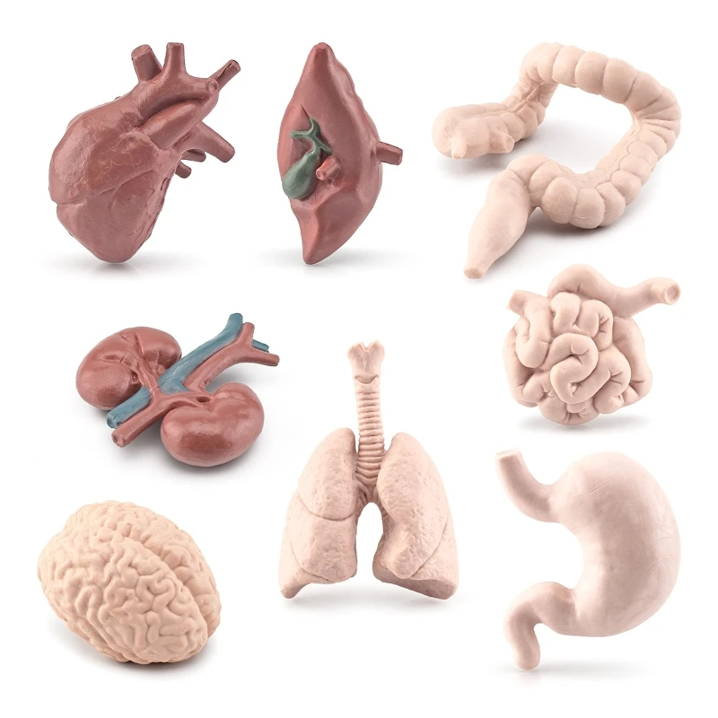 

Q0KB 3D модели органов человеческого тела, 8 шт., детские обучающие пособия Монтессори, медицинская школа, туловище человека,