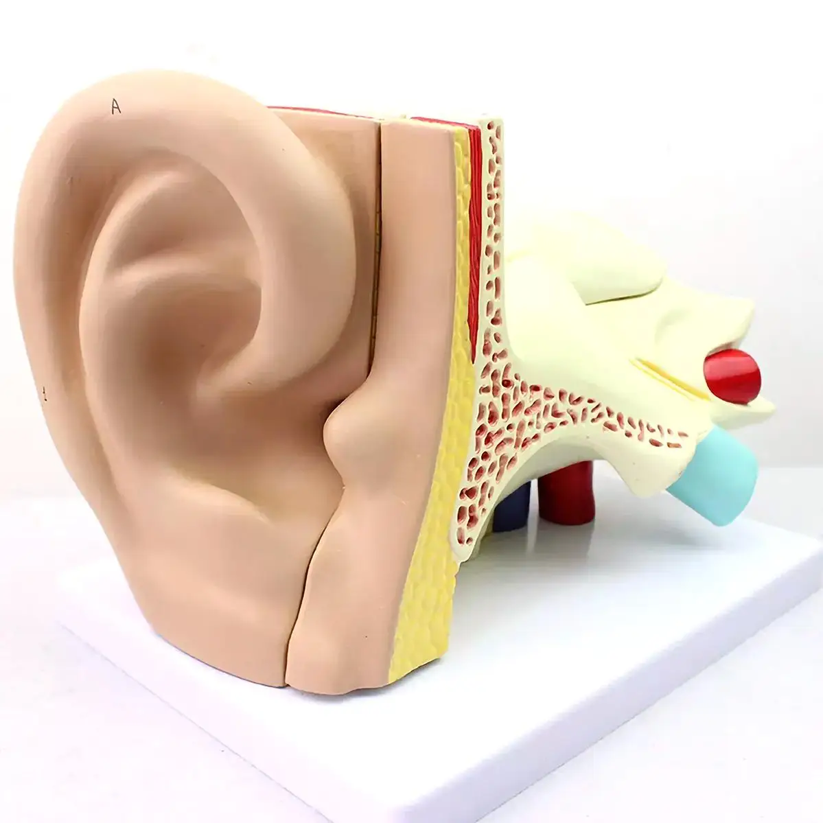 3X натуральный размер 5 частей человеческое правое ухо Cochlear структура модель медицинские Обучающие модели
3X натуральный размер 5 частей человеческое правое ухо Cochlear структура модель медицинские Обучающие модели