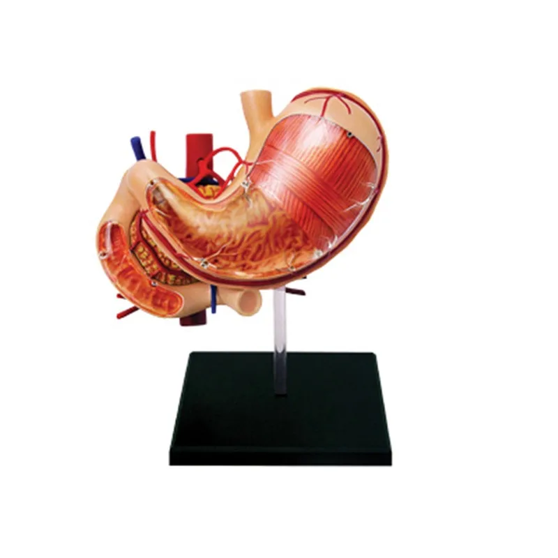 4d Human Stomach Anatomy Model Skeleton Medical Teaching Aid Puzzle Assembling Toy Laboratory Education Equipment
4d Human Stomach Anatomy Model Skeleton Medical Teaching Aid Puzzle Assembling Toy Laboratory Education Equipment