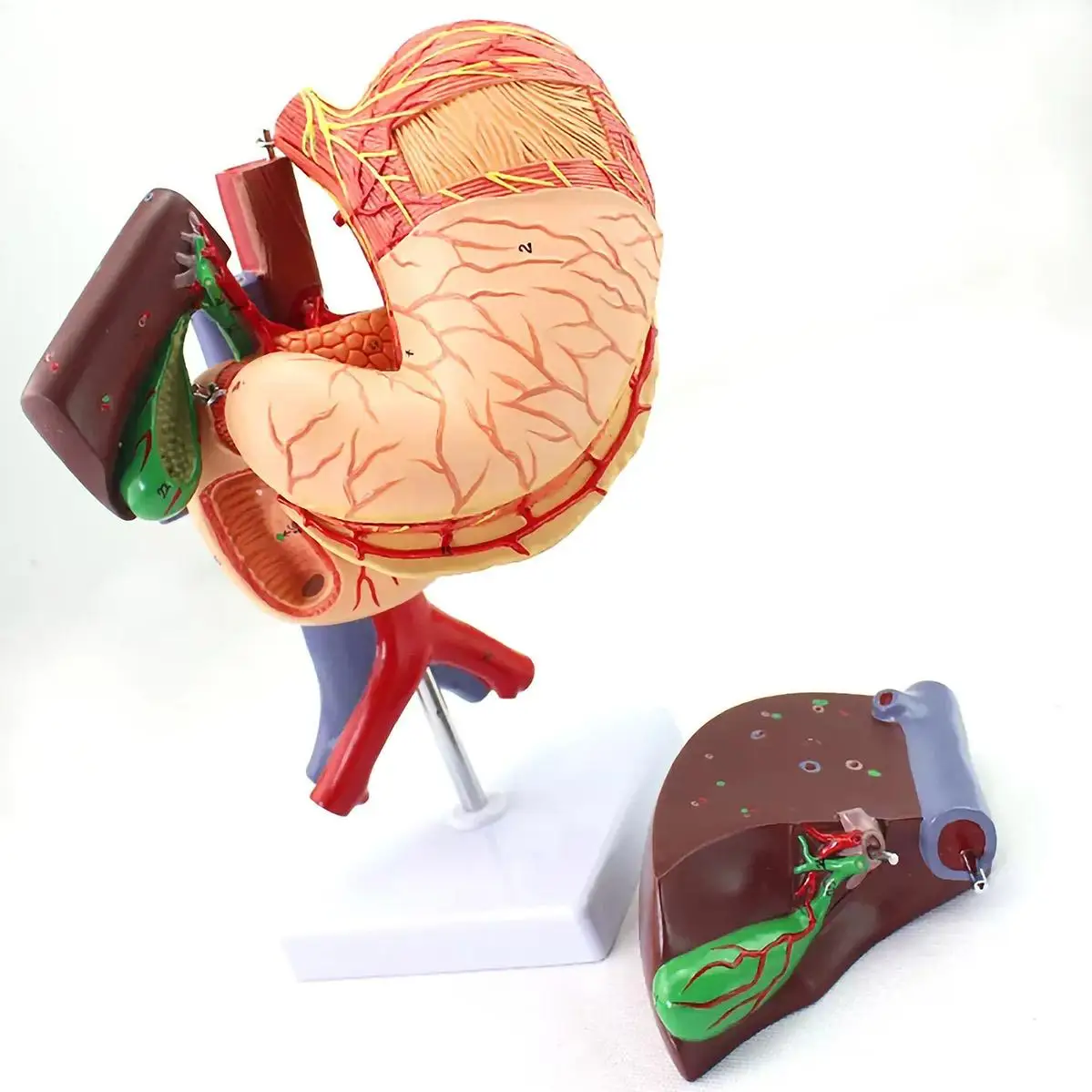 PVC 6 Parts Human Hepatobiliary Pancreatic Spleen Stomach Model Medical Anatomical Models Teaching
PVC 6 Parts Human Hepatobiliary Pancreatic Spleen Stomach Model Medical Anatomical Models Teaching