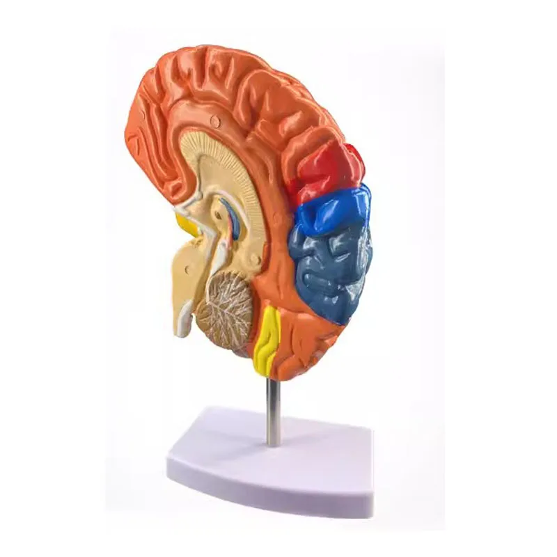 

Colored Cerebral Anatomical Model Disassembled 1:1 Human Half Brain Brainstem Medical Anatomy Teaching Lab Supplies