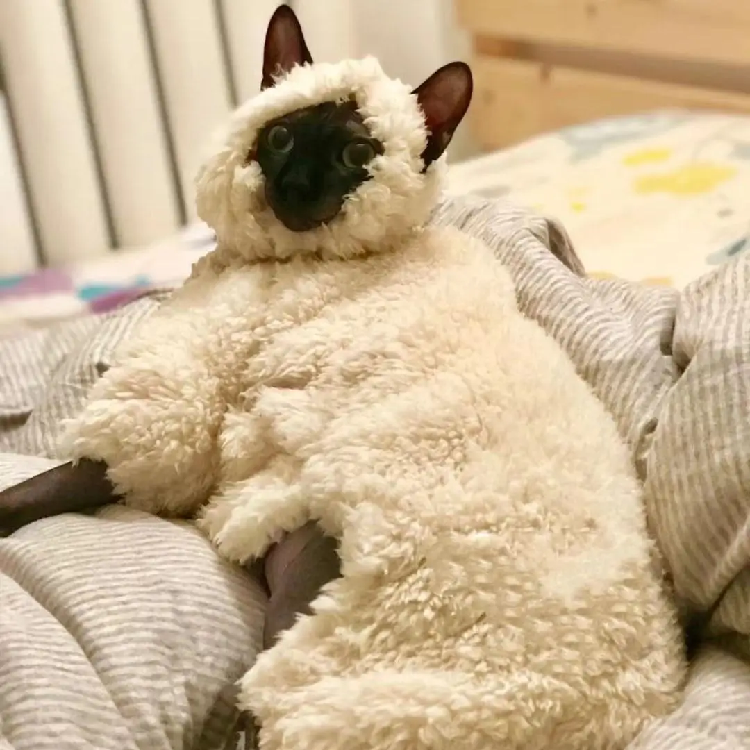 Pet Four-legged Clothes with Hat Cute Fleece Sheep Shape Winter Warm Clothes for Sphynx Black Cat Coat for Puppy Kitten Outfits
Pet Four-legged Clothes with Hat Cute Fleece Sheep Shape Winter Warm Clothes for Sphynx Black Cat Coat for Puppy Kitten Outfits