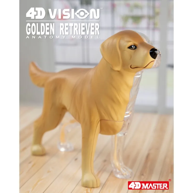 

4D Vision Golden Retriever Organ Anatomy Model Sea Animal Puzzle Toys for Kids and Medical Students Veterinary Teaching Model