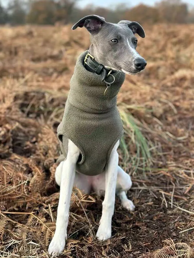 Winter Fleece High Neck Soft Italian Little Greyhound Whipple Dog Clothing Bellington Pastoral Spotted Dog Pet Clothing
Winter Fleece High Neck Soft Italian Little Greyhound Whipple Dog Clothing Bellington Pastoral Spotted Dog Pet Clothing