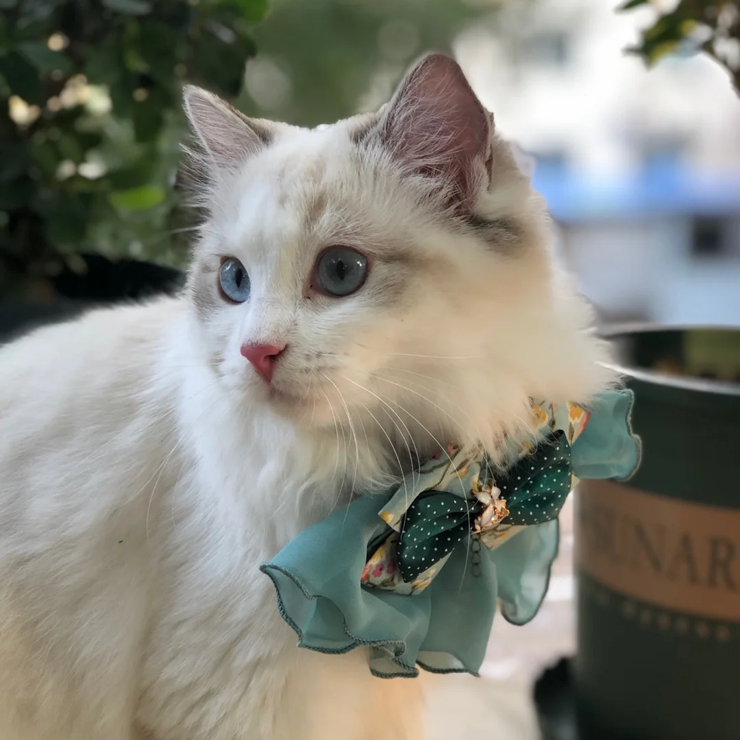 

Vintage Silk Bowtie Collar with Bell for Dogs and Cats - Anti-Lost, Perfect for Cat Photos
