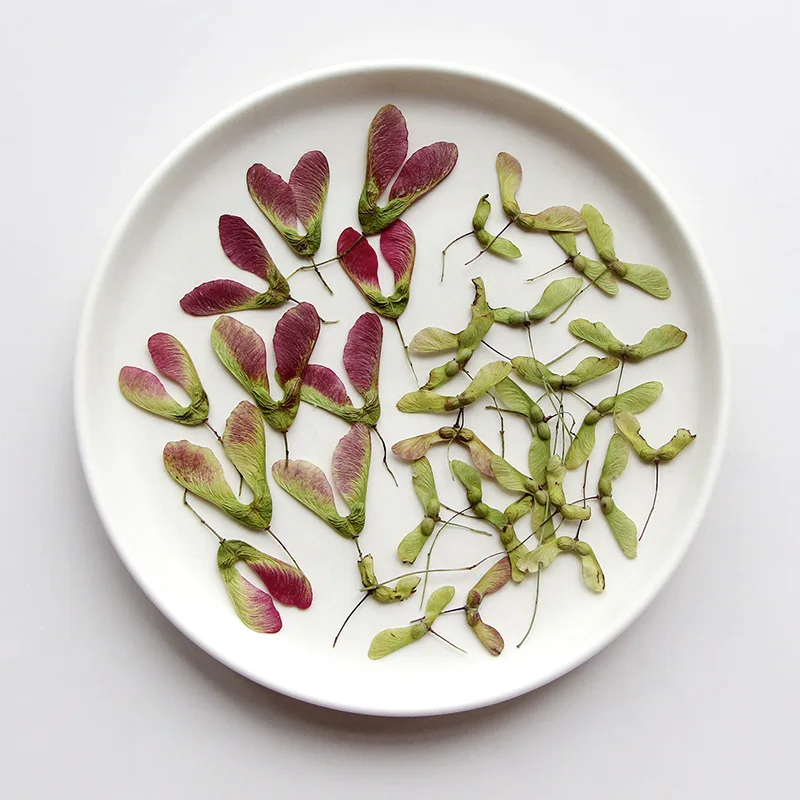 2-6.5cm/12pcs,Pressed Maple fruit real plant material,Dry flower DIY adhesive drop mobile case aromatherapy candle photo frame
2-6.5cm/12pcs,Pressed Maple fruit real plant material,Dry flower DIY adhesive drop mobile case aromatherapy candle photo frame