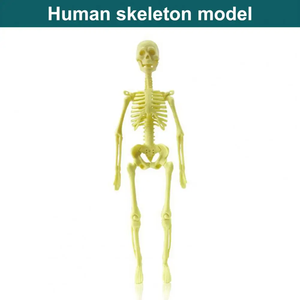 

Detachable Body Model Human Body Model for Kids Detachable Skeletal System Toy Learn Anatomy Physiology with Study Tools