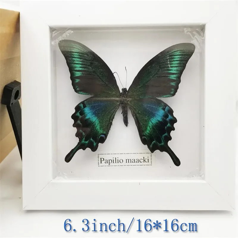 Fixed Spread Wings Butterfly Real Specimens Photo Frame, Indoor Decoration, Home Decorations, Insect Sample Figurine, Desk Decor 
Fixed Spread Wings Butterfly Real Specimens Photo Frame, Indoor Decoration, Home Decorations, Insect Sample Figurine, Desk Decor