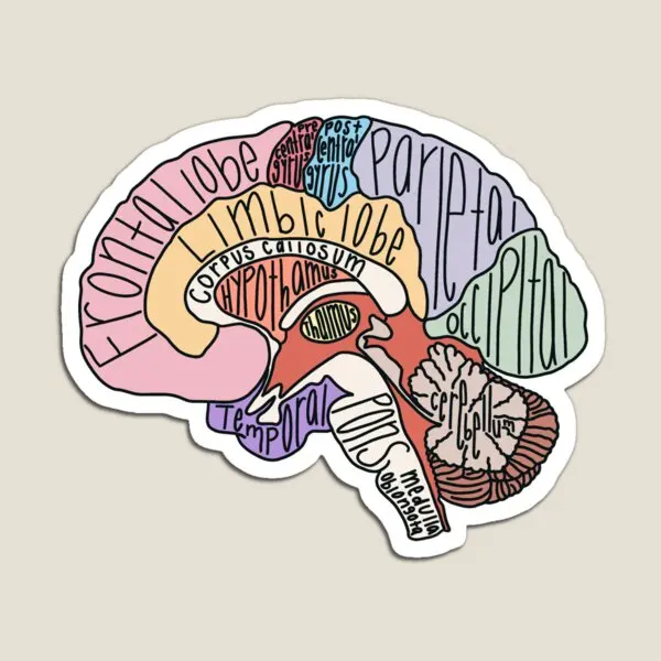 Магнит для анатомии мозга, яркие магнитные игрушки, Декор для дома, милые наклейки для детской холодильника
Магнит для анатомии мозга, яркие магнитные игрушки, Декор для дома, милые наклейки для детской холодильника
