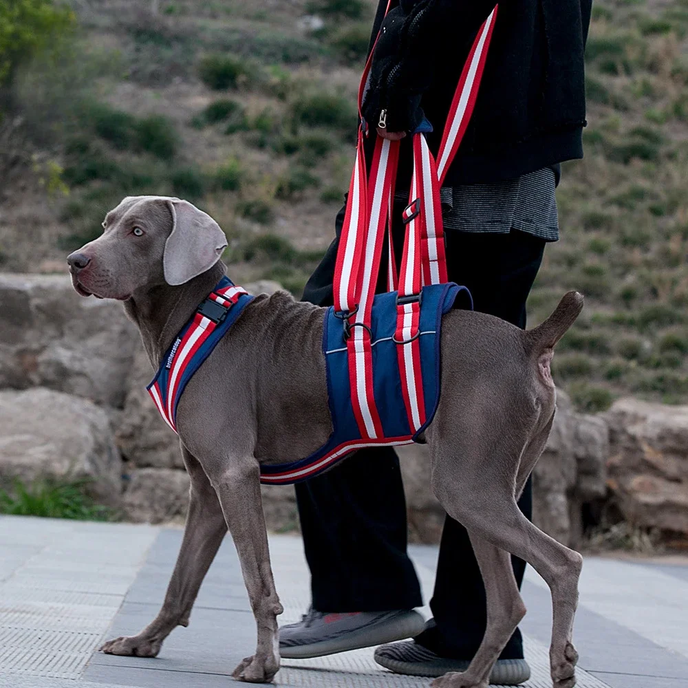 Dog Strap Traction Belt Injured Rehabilitation Disabled Dog Assist Elderly Dog Assist Belt
Dog Strap Traction Belt Injured Rehabilitation Disabled Dog Assist Elderly Dog Assist Belt
