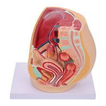 Female Pelvic Cavity Anatomical Model Teaching Display Labs Supplies Reproductive Model 
Female Pelvic Cavity Anatomical Model Teaching Display Labs Supplies Reproductive Model
