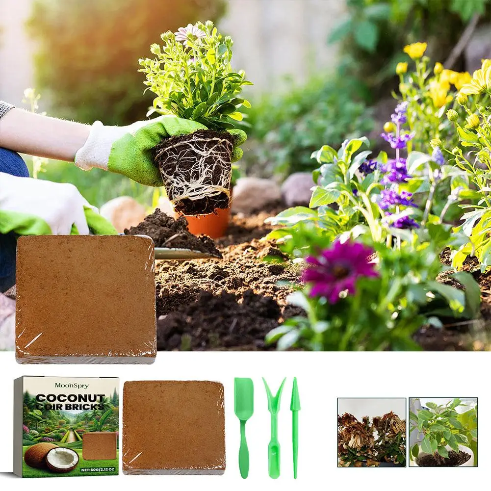 Reptile Coconut Soil Natural Coconut Fiber Substrate Supplies Reptile Terrarium Reptile Tortoise Bottom Soil Lizard Bedding P1k7
Reptile Coconut Soil Natural Coconut Fiber Substrate Supplies Reptile Terrarium Reptile Tortoise Bottom Soil Lizard Bedding P1k7