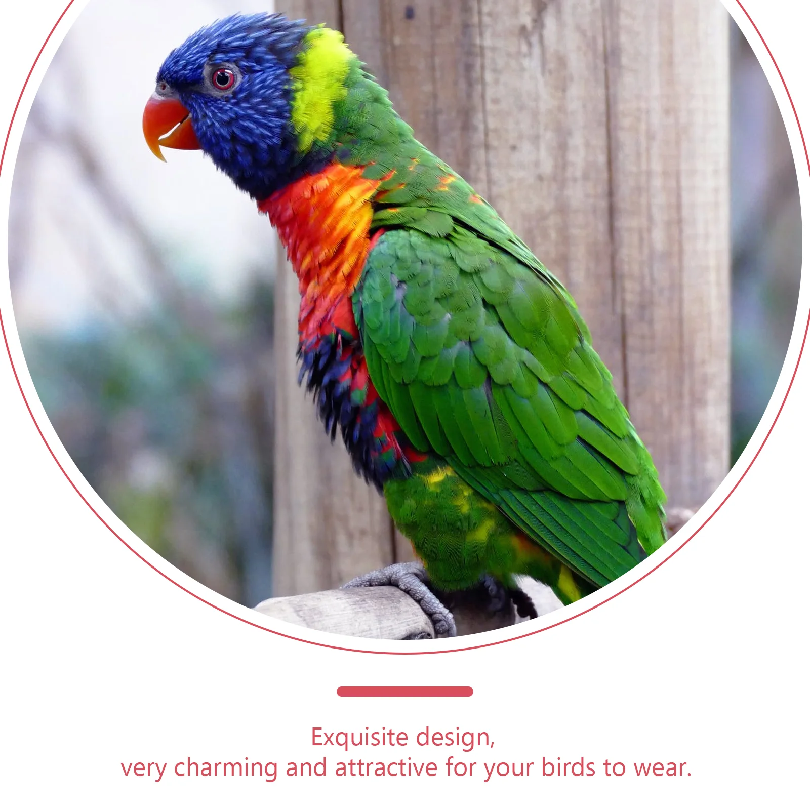 Budgie Diaper Carrier 4Pcs Flight Suite Liners Parrot Nappy Cute Urine Wet Suit Washable Reusable Parrot Nappy Clothes
Budgie Diaper Carrier 4Pcs Flight Suite Liners Parrot Nappy Cute Urine Wet Suit Washable Reusable Parrot Nappy Clothes