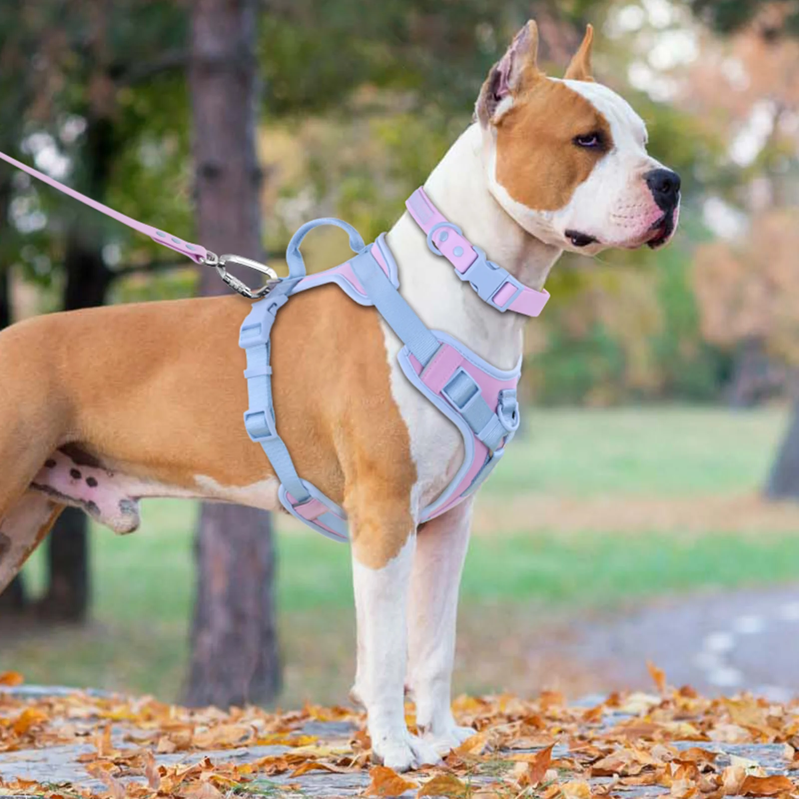 No Pull Dog Harness And Leash Set Splicing Colors For Medium Small Adjustable Chest Strap Dog Leash And Collar Set
No Pull Dog Harness And Leash Set Splicing Colors For Medium Small Adjustable Chest Strap Dog Leash And Collar Set