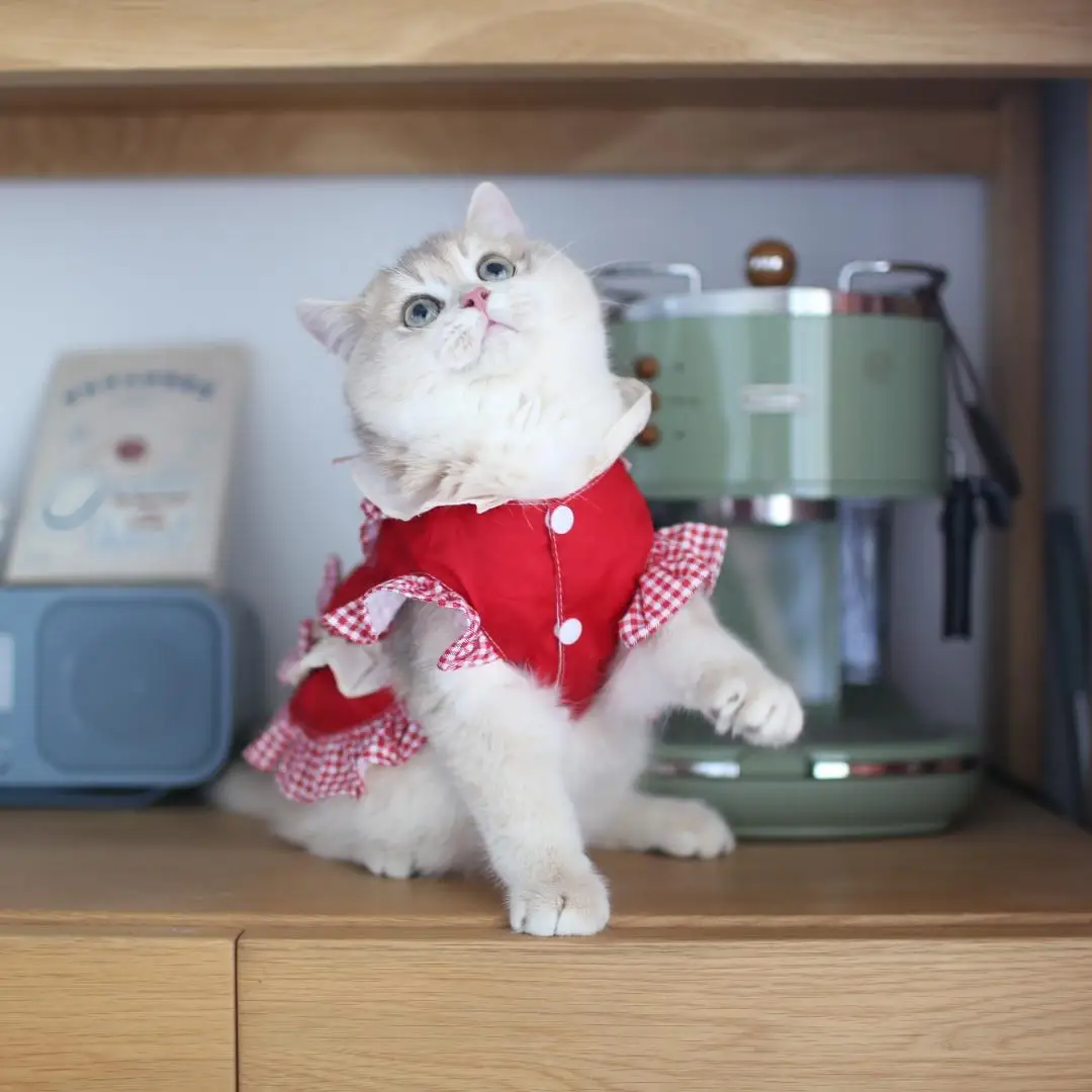 Dog & Cat Clothes , Red Lattice And Bow Pet Dress, Little Flying Sleeves and Lace, For All Seasons, Skirt For Kitten,Puppy
Dog & Cat Clothes , Red Lattice And Bow Pet Dress, Little Flying Sleeves and Lace, For All Seasons, Skirt For Kitten,Puppy