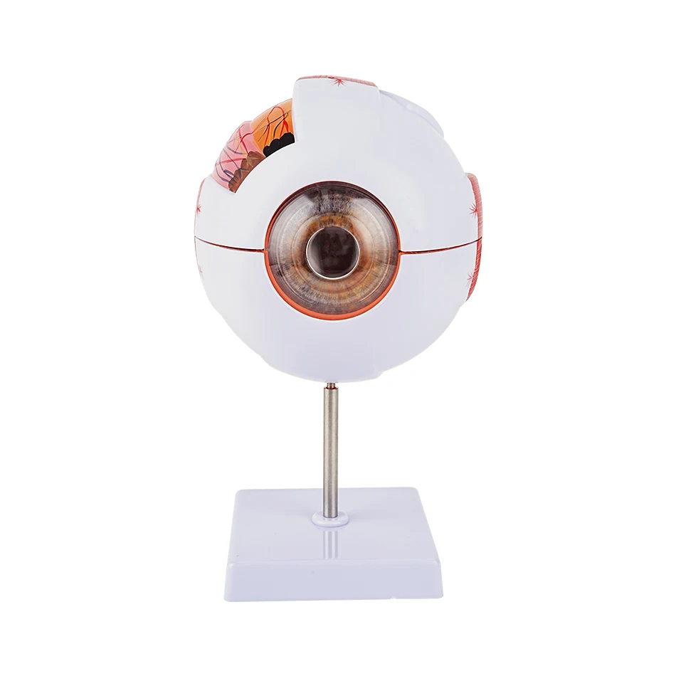 

6times Eyeball Model Anatomical Eye Model Medical Learning And Teaching Instrument Medical Science Teaching Resources Eyelid