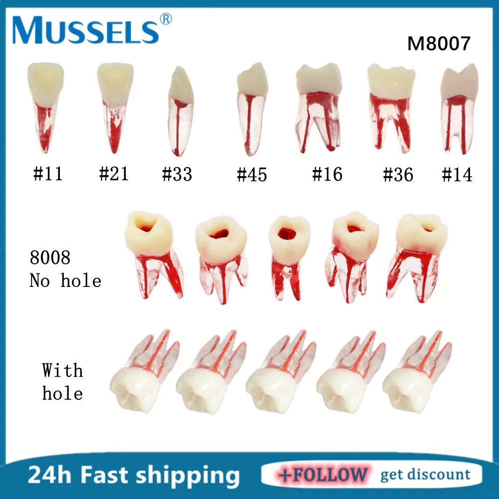 Endo Teeth Root Canal Model RCT Practice Block Endodontic File Pulp Cavity for Dentistry Teaching Study Resin Tooth Training
Endo Teeth Root Canal Model RCT Practice Block Endodontic File Pulp Cavity for Dentistry Teaching Study Resin Tooth Training